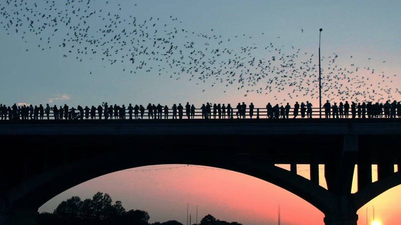 Watch the Bats at Congress Avenue Bridge