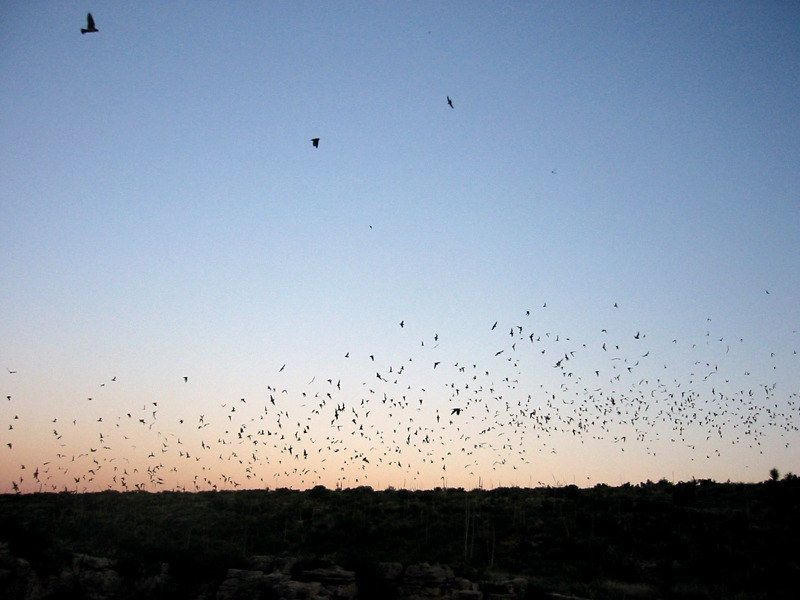 The Bat Flight Is a Spectacle of Nature