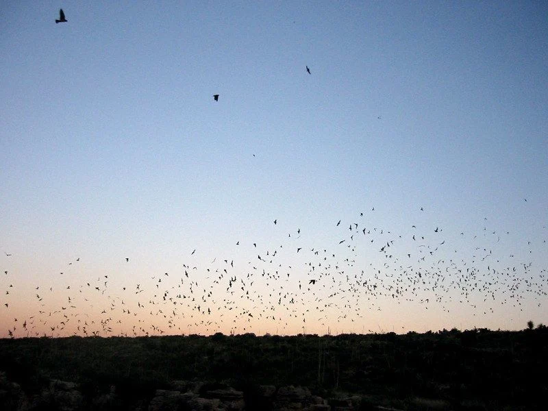 The Bat Flight Is a Spectacle of Nature