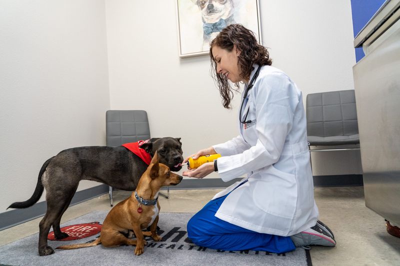 Pre-Trip Vet Visit