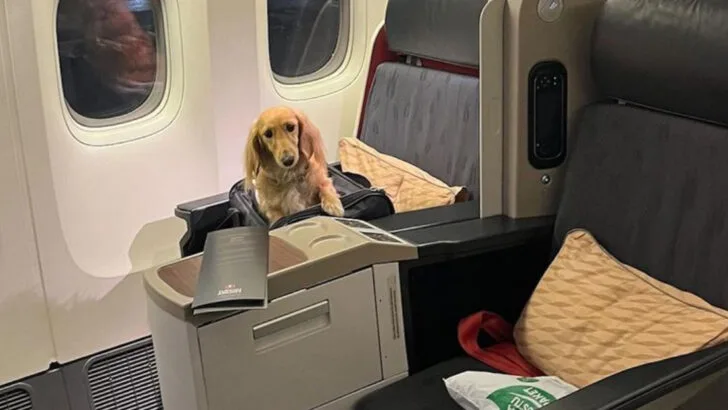 How to make traveling with pets easier and more comfortable for everyone