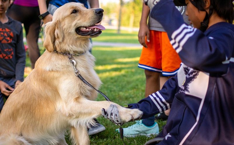 Training and Socialization