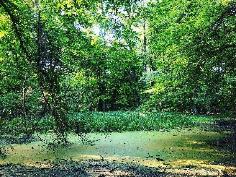 Hoia Baciu Forest, Romania