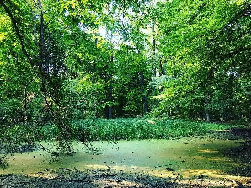 Hoia Baciu Forest, Romania