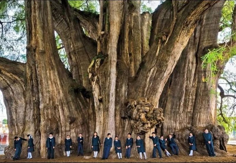 It Has the World’s Widest Tree