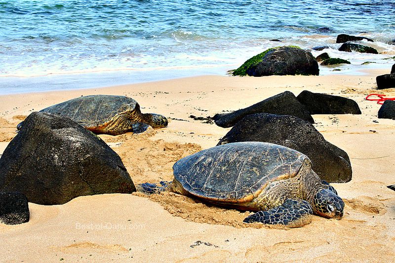 Watching Sea Turtles at Laniakea Beach