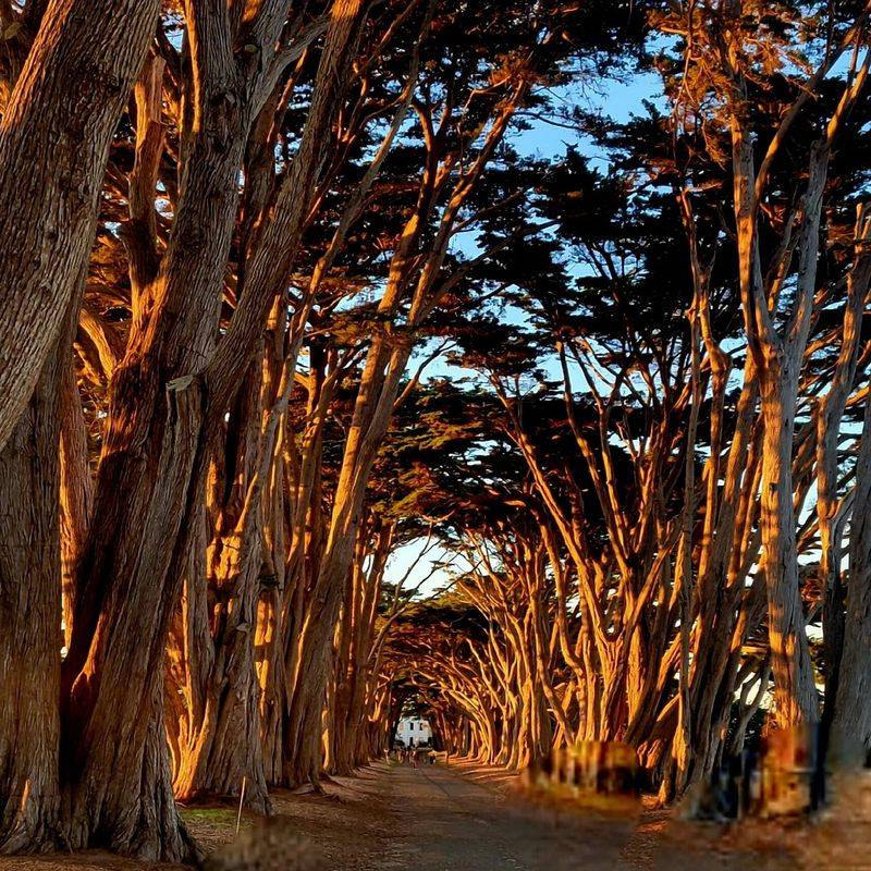 Tour the Cypress Tree Tunnel