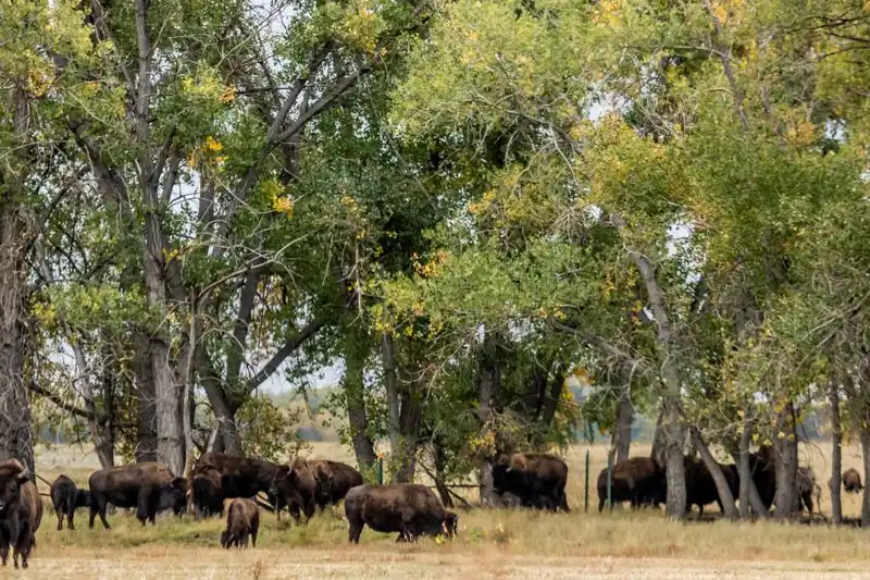 Rocky Mountain Arsenal National Wildlife Refuge (Colorado)