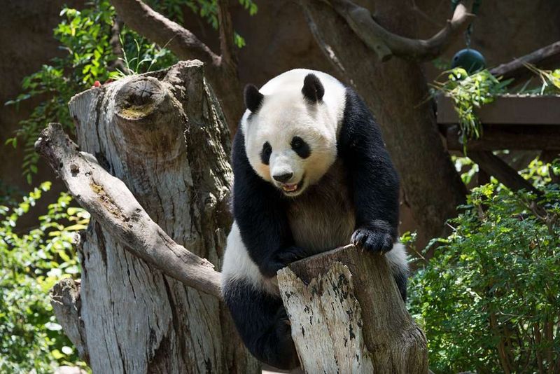 San Diego Zoo & Safari Park