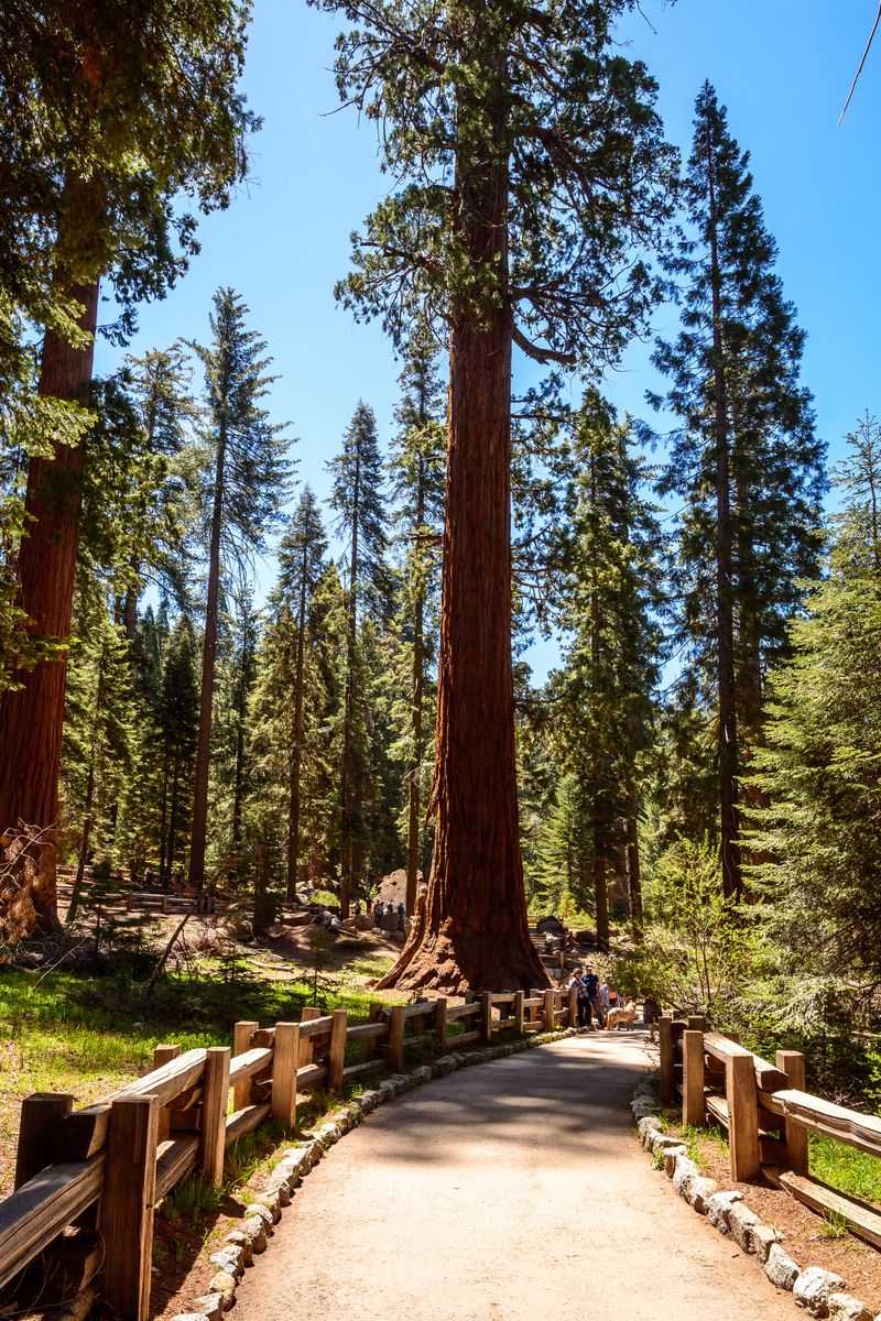 Sequoia & Kings Canyon National Parks