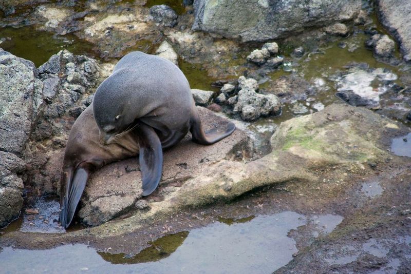 Wildlife Encounters: From Penguins to Dolphins