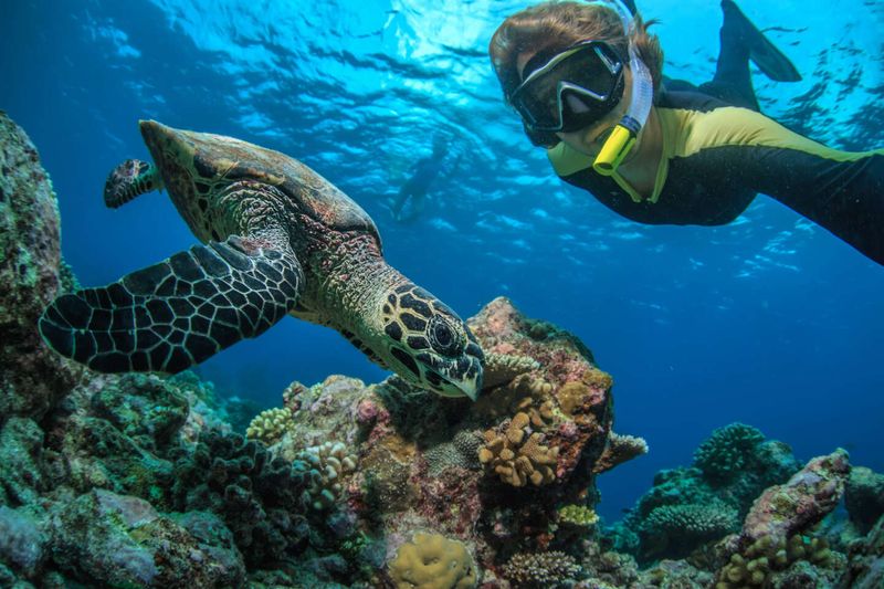 Snorkeling at Sharks Cove