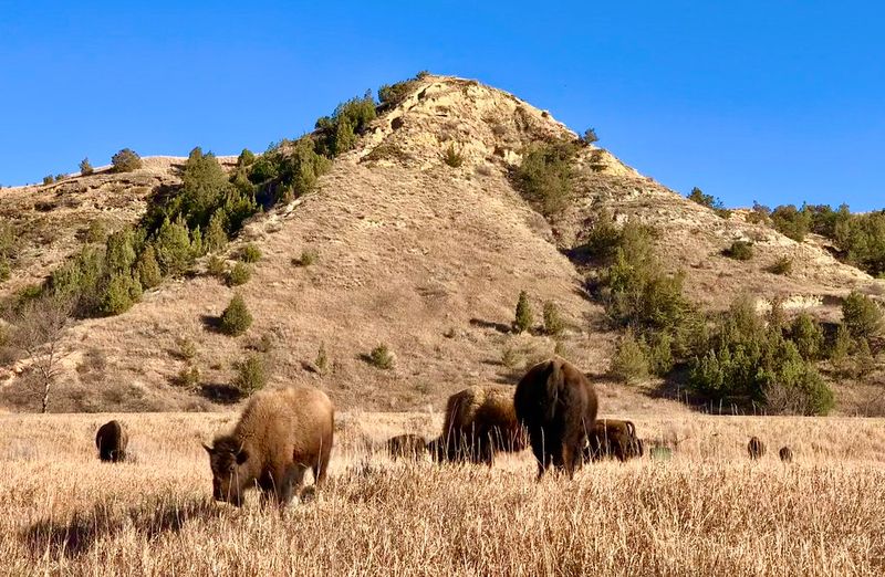 Wildlife Encounters