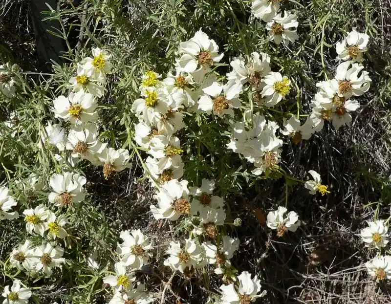 Desert Zinnias in Rock Gardens and Road Medians