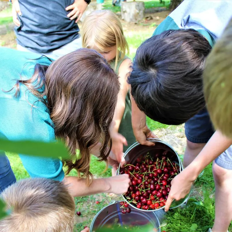 U-Pick Cherries and Summer Fruit Stands