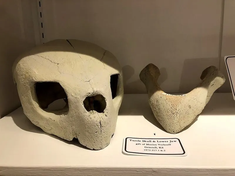Fick Fossil & History Museum (Oakley)