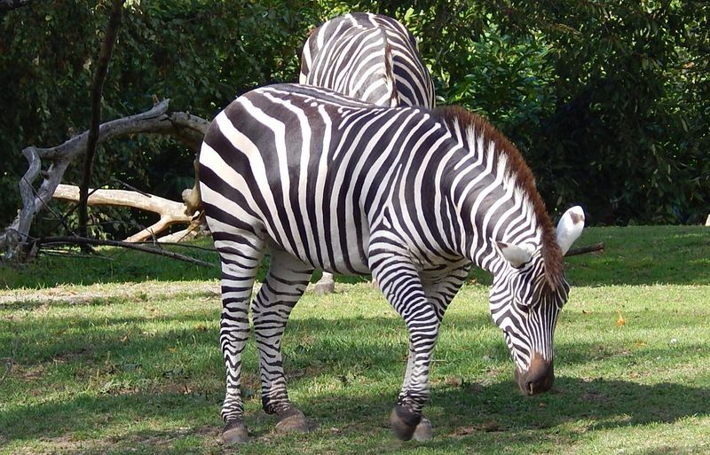 Woodland Park Zoo