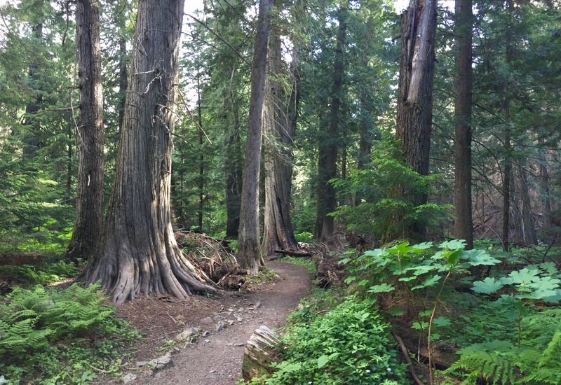 The Ancient Cedar Forest