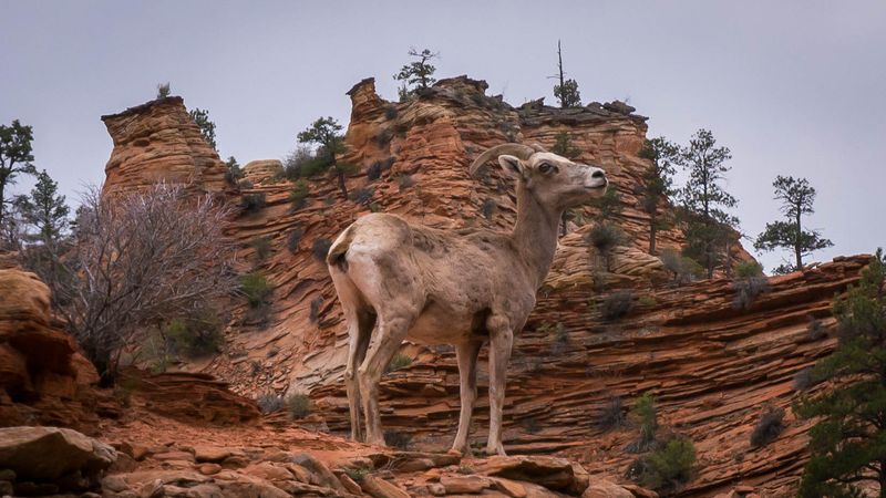 Wildlife Disruption and Human Interaction