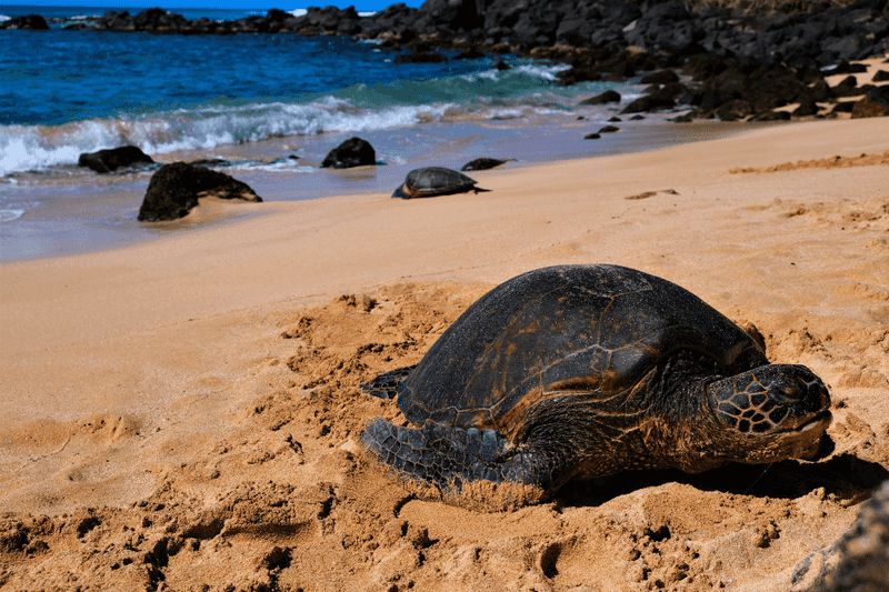 Touching Sea Turtles or Monk Seals