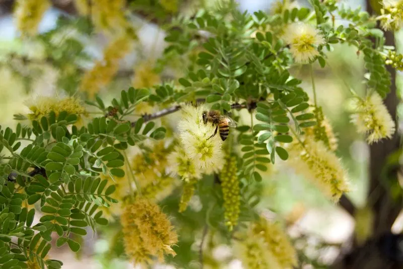 Mesquite Trees Adding History and Habitat