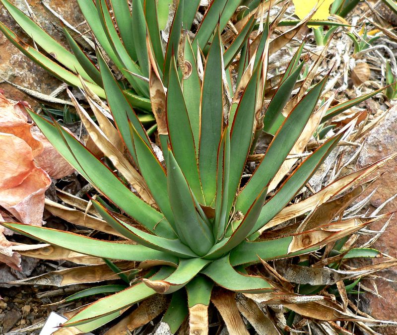 Agave: Sculptures of the Desert