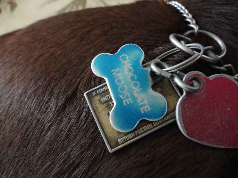 Pet Identification Tag