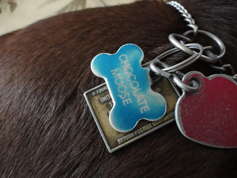 Pet Identification Tag