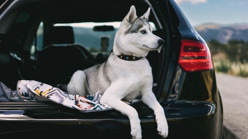 Comfortable Car Rides