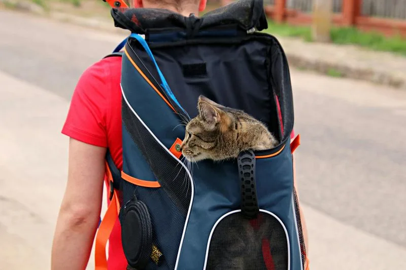 Pet Travel Backpack