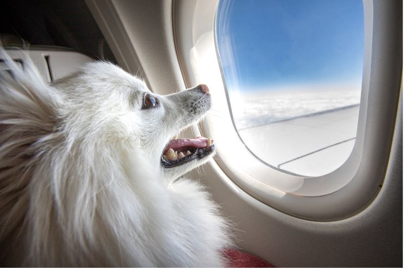 Pet Travel Insurance