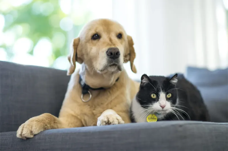 Pet-Friendly Accommodations