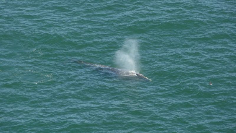 Spot Migrating Whales from the Overlooks