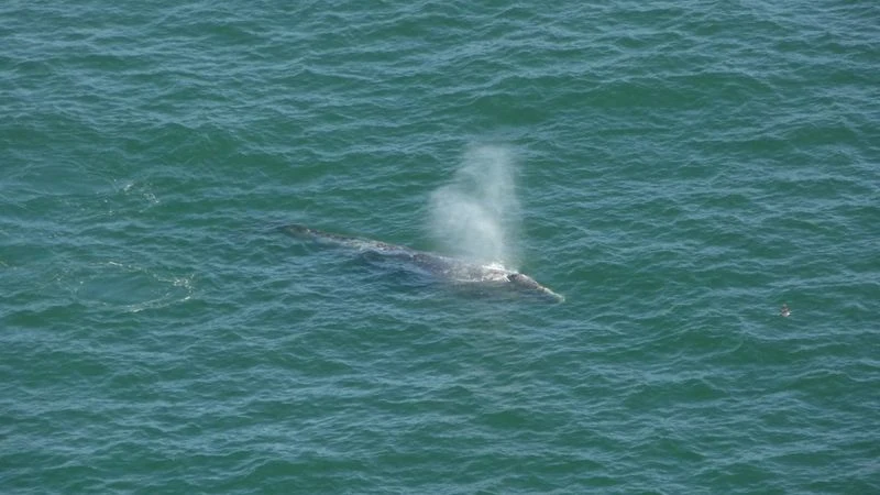 Spot Migrating Whales from the Overlooks
