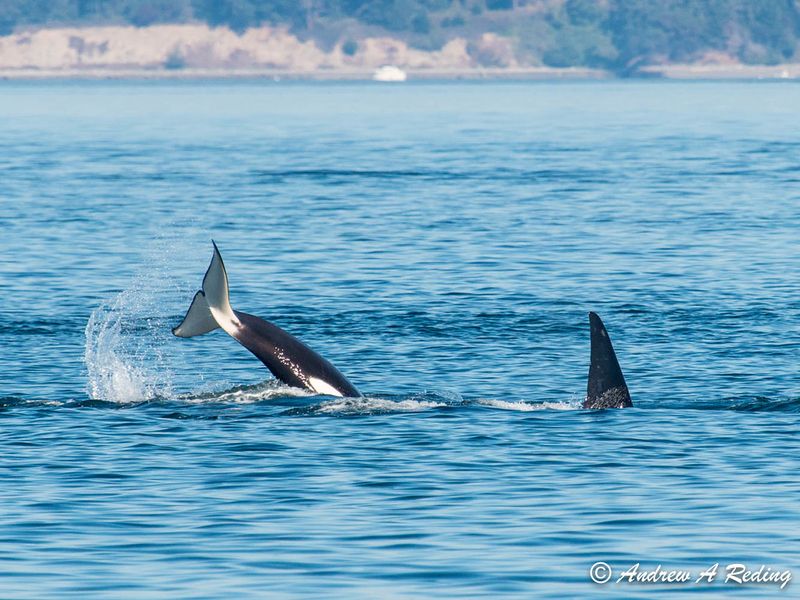 San Juan Islands (Washington)