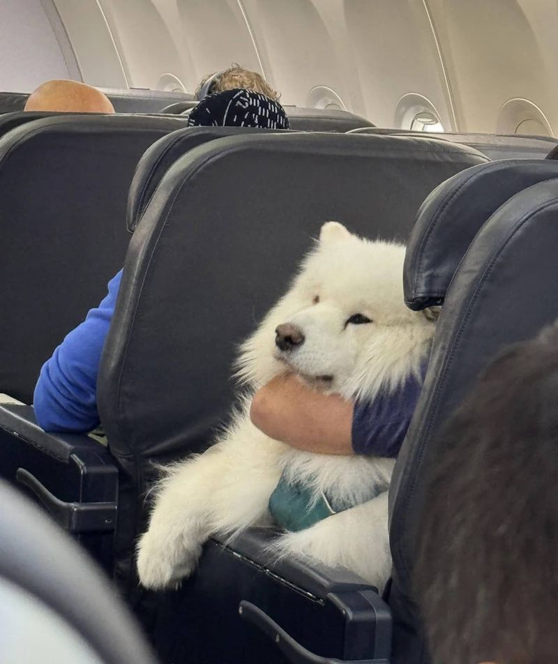 Pet Travel Gear