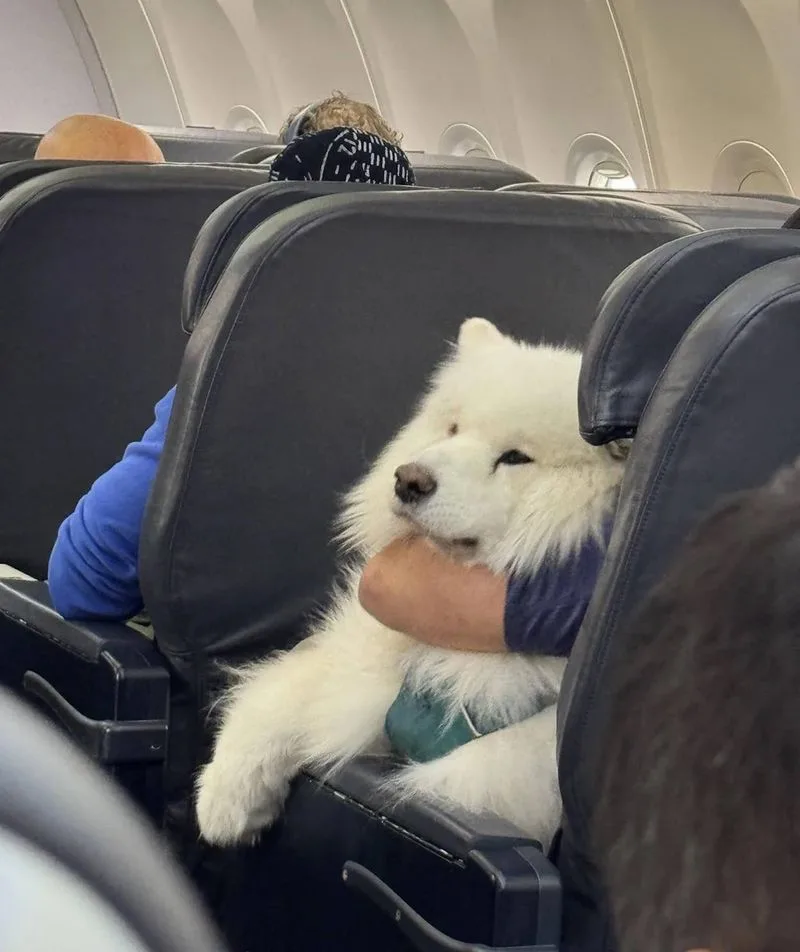 Pet Travel Gear