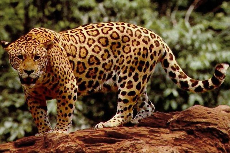 Corcovado National Park