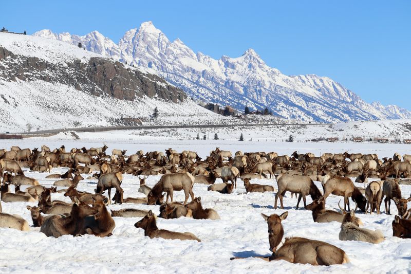 Visit the National Elk Refuge