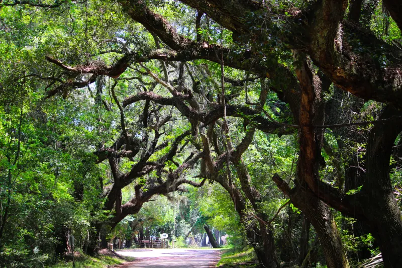 South Carolina – Botany Bay Plantation Heritage Preserve