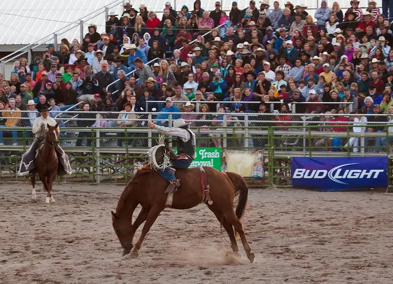 Watch a live rodeo