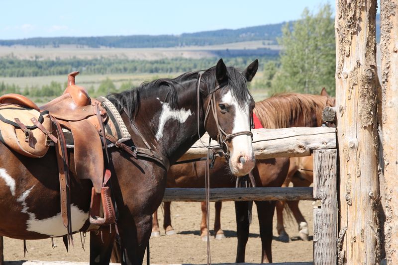 Horseback Rides at a Local Ranch