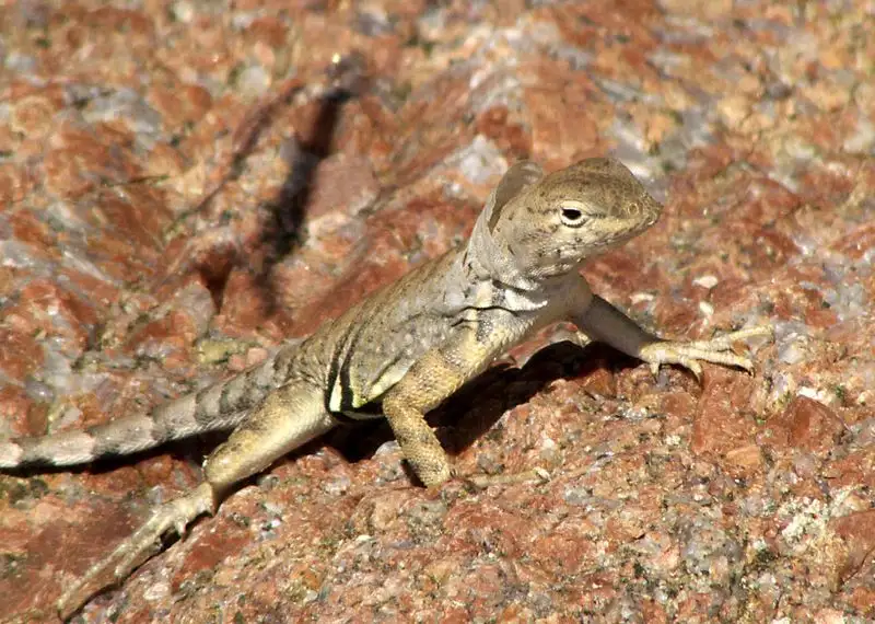 Enchanted Rock State Natural Area (Texas)