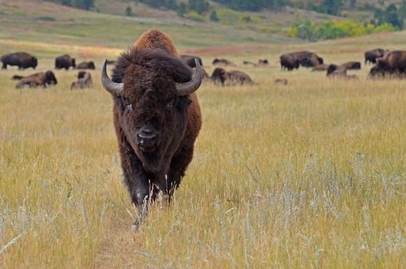 Custer State Park (South Dakota)