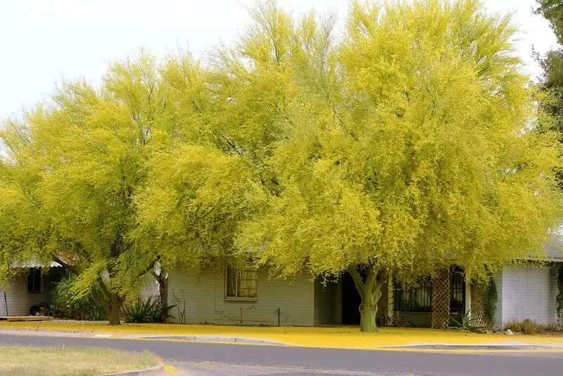 Palo Verde: Nature's Green Canopy