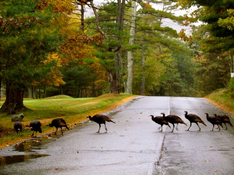 Acadia National Park (Maine)