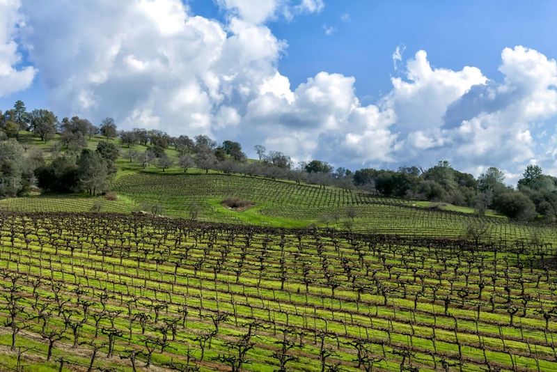 Amador County (Sierra Foothills)