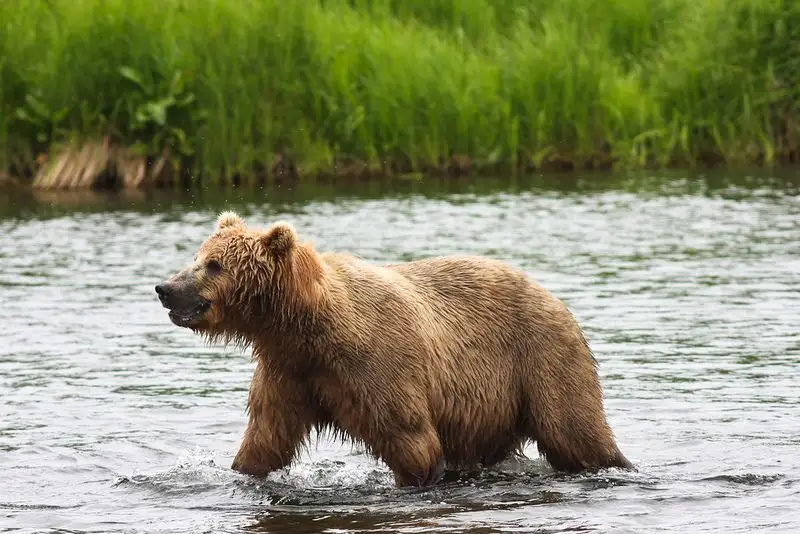 Kodiak National Wildlife Refuge (Alaska)