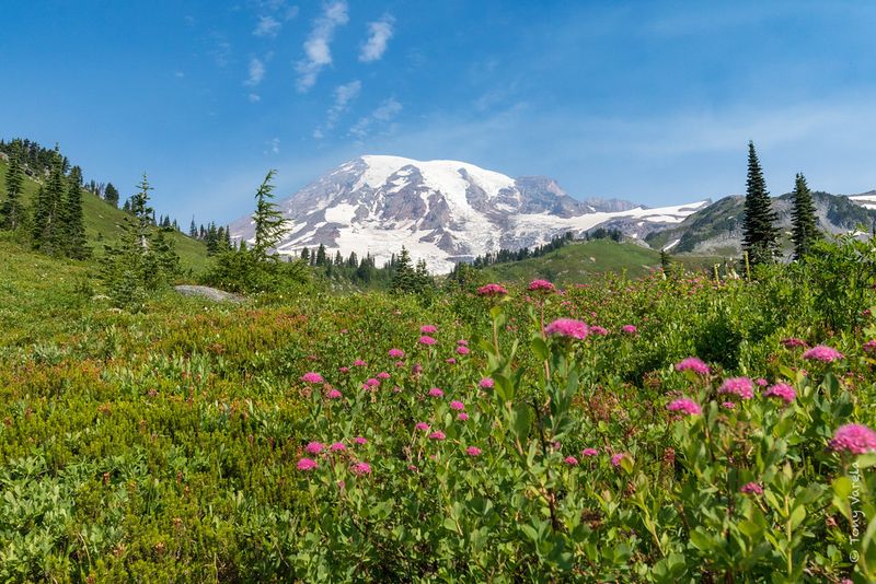 Mount Rainier National Park