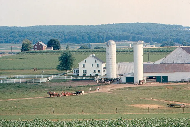 Amish buggy tours through the countryside
